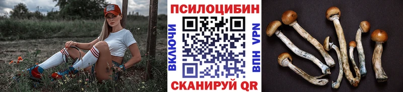 Купить где Правдинск Псилоцибиновые грибы Psilocybine cubensis